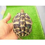画像: 美！　ニシヘルマンリクガメＣＢ（サルディーニャ）　約１０cm♀　１