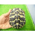 画像: 美！　ニシヘルマンリクガメＣＢ（コルシカ）　約１０cm♂　１