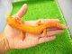 画像: 美！　レッドデビル（ヒョウモントカゲモドキ）　約１８cm♀　１