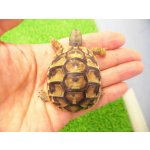 画像: 美！　ヒガシヘルマンリクガメ 　約４.５cm　１