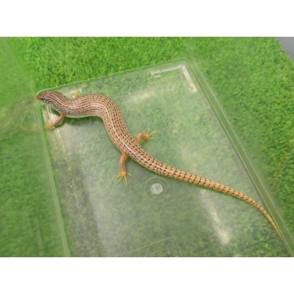 画像5: 美！　シロテンカラカネトカゲ　約１５cmたぶん♀　４ (5)