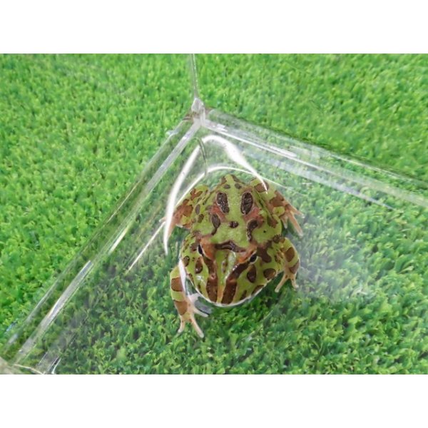 画像3: 美！　クランウェルツノガエル（グリーン）　約３.５cm　１ (3)