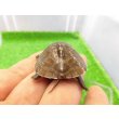 画像3: 美！　ミツユビハコガメ　約３.５cm　１ (3)
