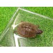 画像7: 美！　ミツユビハコガメ　約３.５cm　１ (7)