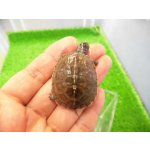 画像: 美！　ミツユビハコガメ　約３.５cm　１