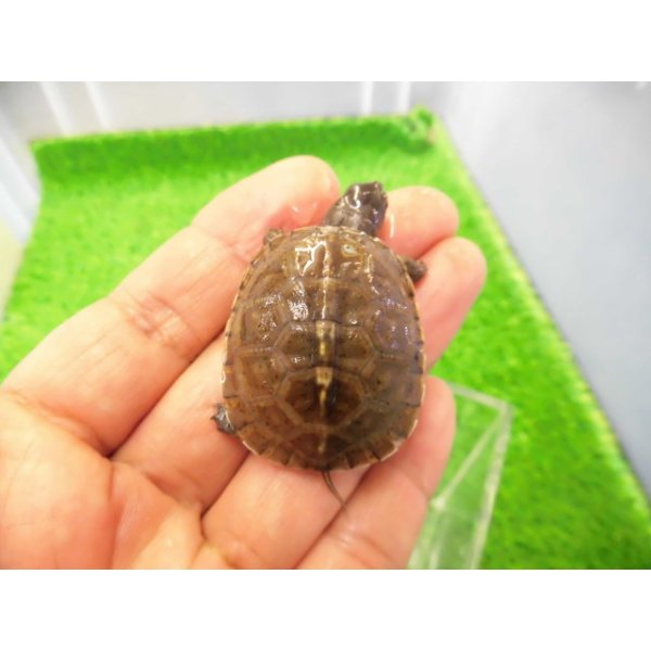 画像1: 美！　ミツユビハコガメ　約３.５cm　１ (1)