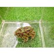 画像1: 美！　クランウェルツノガエル（グリーン）　約３.５cm　１ (1)