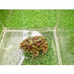 画像: 美！　クランウェルツノガエル（グリーン）　約３.５cm　１