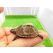 画像4: 美！　ミツユビハコガメ　約３.５cm　１ (4)