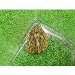 画像2: 美！　クランウェルツノガエル（グリーン）　約３.５cm　１ (2)