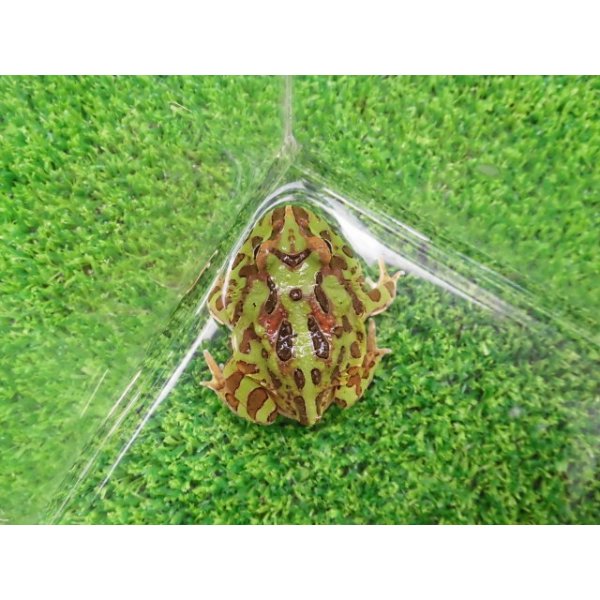 画像2: 美！　クランウェルツノガエル（グリーン）　約３.５cm　１ (2)