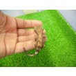 画像2: 美！　クレステッドゲッコー（モカ）　約９cm １ (2)
