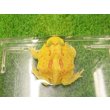 画像2: 美！　クランウェルツノガエル（ピカチュー）　約４cm　１ (2)