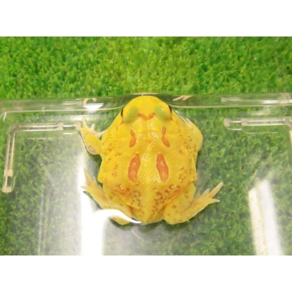 画像2: 美！　クランウェルツノガエル（ピカチュー）　約４cm　１ (2)
