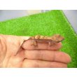 画像3: 美！　クレステッドゲッコー（モカ）　約９cm １ (3)