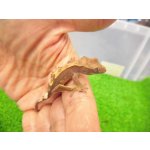 画像: 美！　クレステッドゲッコー（モカ）　約９cm １