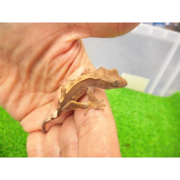 画像1: 美！　クレステッドゲッコー（モカ）　約９cm １ (1)