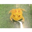画像1: 美！　クランウェルツノガエル（ピカチュー）　約４cm　１ (1)