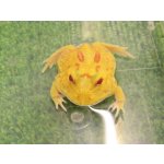画像: 美！　クランウェルツノガエル（ピカチュー）　約４cm　１