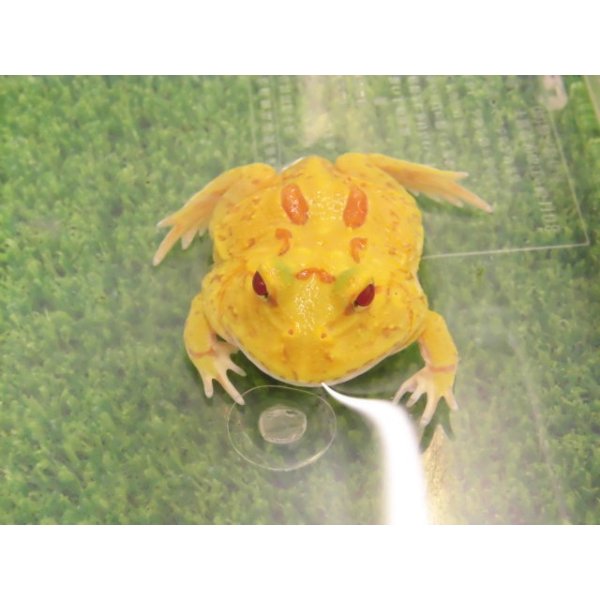 画像1: 美！　クランウェルツノガエル（ピカチュー）　約４cm　１ (1)