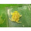 画像4: 美！　クランウェルツノガエル（ピカチュー）　約４cm　１ (4)
