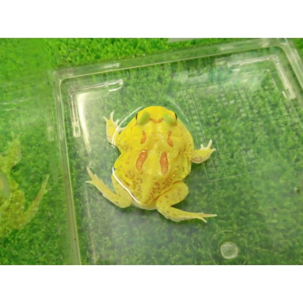 画像4: 美！　クランウェルツノガエル（ピカチュー）　約４cm　１ (4)