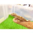 画像5: 美！　クレステッドゲッコー（モカ）　約９cm １ (5)