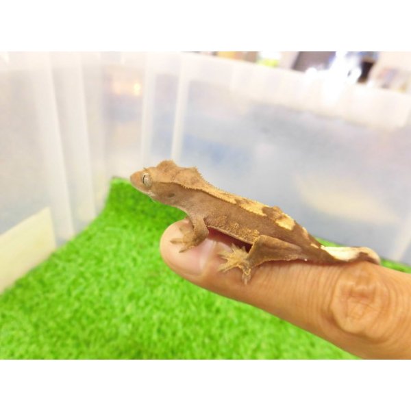 画像5: 美！　クレステッドゲッコー（モカ）　約９cm １ (5)