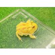 画像3: 美！　クランウェルツノガエル（ピカチュー）　約４cm　１ (3)