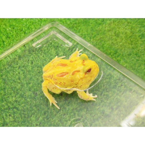 画像3: 美！　クランウェルツノガエル（ピカチュー）　約４cm　１ (3)