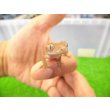 画像4: 美！　クレステッドゲッコー（モカ）　約９cm １ (4)