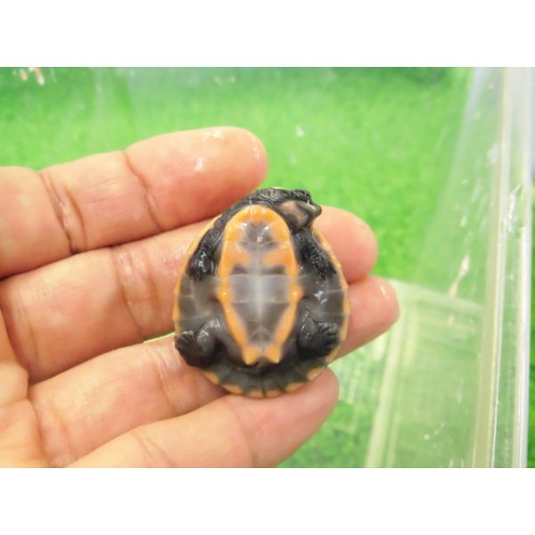 画像4: 美！　ニシキマゲクビガメ　約３.５cm　１ (4)