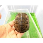 画像: 美！　クリイロハコヨコクビガメ　約７cm　１