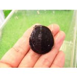 画像: 美！　ニシキマゲクビガメ　約３.５cm　１