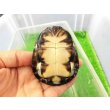画像5: 美！　クリイロハコヨコクビガメ　約７cm　１ (5)