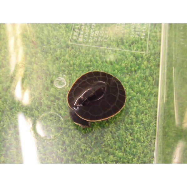 画像5: 美！　ニシキマゲクビガメ　約３.５cm　１ (5)