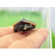 画像3: 美！　ニシキマゲクビガメ　約３.５cm　１ (3)