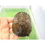 画像: 美！　ヤエヤマイシガメ　約7.５ｃｍ　２
