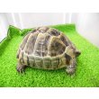 画像7: 美！　ギリシャリクガメ　約１４cm♀　１ (7)