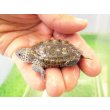 画像4: 美！　カロリナダイヤモンドバックテラピン　約４ｃｍ　１ (4)