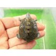 画像1: 美！　カロリナダイヤモンドバックテラピン　約４ｃｍ　１ (1)