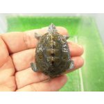 画像: 美！　カロリナダイヤモンドバックテラピン　約４ｃｍ　１