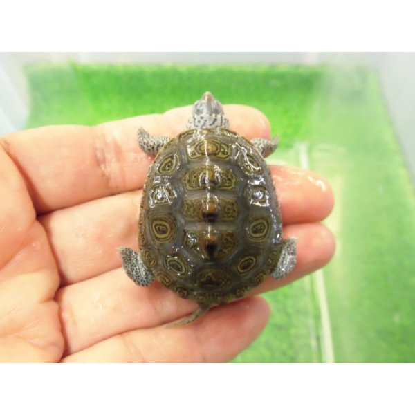 画像1: 美！　カロリナダイヤモンドバックテラピン　約４ｃｍ　１ (1)