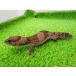画像5: 美！　ニシアフリカトカゲモドキ（オレオ）　約１４cm♀　１ (5)