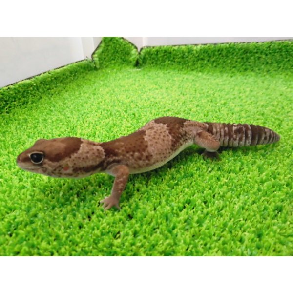 画像5: 美！　ニシアフリカトカゲモドキ（オレオ）　約１４cm♀　１ (5)