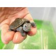 画像3: 美！　カロリナダイヤモンドバックテラピン　約４ｃｍ　１ (3)