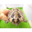 画像3: 美！　ギリシャリクガメ　約１４cm♀　１ (3)