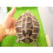 画像1: 美！　ギリシャリクガメ　約１４cm♀　１ (1)