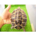 画像: 美！　ギリシャリクガメ　約１４cm♀　１