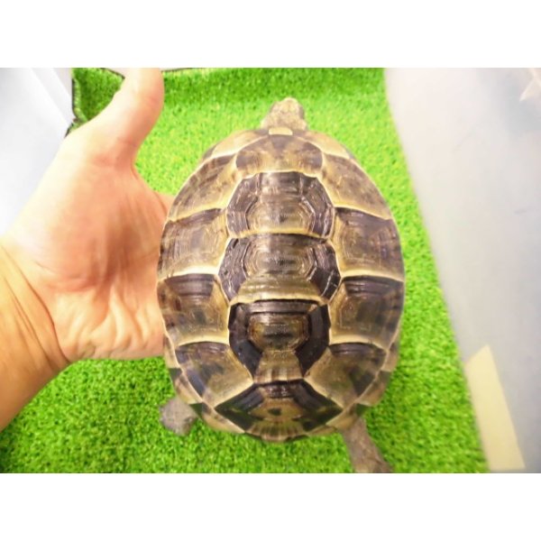 画像1: 美！　ギリシャリクガメ　約１４cm♀　１ (1)
